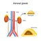 Structure and cross section of suprarenal glands