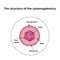 The structure of the cytomegalovirus. Infographics. Vector illustration