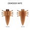 The structure of the demodex mite. Front view and rear view. Demodecosis. Infographics. Vector illustration on isolated