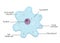 The structure and diagram of amoeba