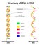 Structure DNA and RNA molecule. Vector