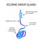 Structure Eccrine sweat gland. Infographics. Vector illustration on background