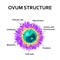 The structure of the egg. Ovum anatomy. Vector illustration on isolated background