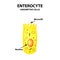 Structure of the enterocyte. absorptive cells intestine. Infographics. Vector illustration on isolated background.