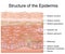 Structure of the epidermis medical vector illustration, dermis anatomy