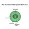 The structure of the Epstein-Barr virus. Infographics. Vector illustration