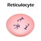 The structure of the erythrocyte. Erythrocyte blood cell. The structure of the red blood cell. Reticulocyte