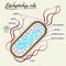 The structure of Escherichia coli