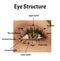 The structure of the eye is anatomical external. The structure of the iris, cornea, eye pupil.