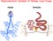 Structure of female and male reproductive system of Sheep liver fluke Fasciola hepatica