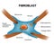 Structure of fibroblast cells