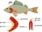 Structure of Fish gills . Educational material with for biology lesson