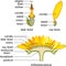 Structure of flower of sunflower in cross section. Structure of ray zygomorphic and actinomorphic disk flowers from inflorescence