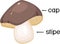 Structure of fruiting body of cartoon mushroom