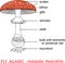 Structure of fruiting body of fly agaric Amanita muscaria mushroom
