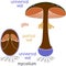 Structure of fruiting body of fly agaric Amanita muscaria mushroom