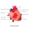 Structure and function of Human heart system.