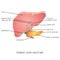 Structure and function of Human Liver Anatomy .