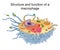 Structure and function of a macrophage