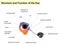 Structure and functions of the eye. The main parts that make up For basic medical education.