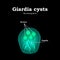 The structure of Giardia cysts. Vector illustration.