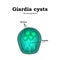 The structure of Giardia cysts. Vector illustration on isolated background