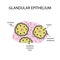 The structure of the glandular epithelium. Infographics. Vector illustration on background