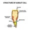 Structure Goblet cells of the intestine. Infographics. Vector illustration on isolated background