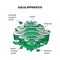 The structure of the Golgi apparatus. Infographics. Vector illustration on isolated background