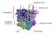 Structure of Gram-positive bacteria cell wall