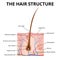 The structure of the hair