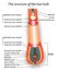 The structure of the hair bulb, anatomical training poster, vector illustration.