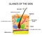 The structure of the hair. Sebaceous gland. Sweat gland. Infographics. Vector illustration on isolated background