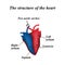 The structure of the heart. Infographics. Vector illustration