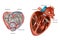 Structure of the Heart valves anatomy. Mitral valve, pulmonary valve, aortic valve and the tricuspid valve