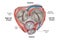 Structure of the heart valves. Vector