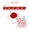 Structure of the hemoglobin molecule