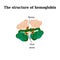 The structure of hemoglobin. Vector illustration on isolated background