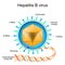 Structure of Hepatitis B virus. Virion anatomy