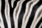 The structure of hide of zebra