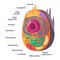 Structure human animal cell anatomy diagram of mitochondion to nucleus cellular biology drawing illustration