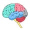 Structure of human brain schematic vector