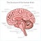 Structure of human brain section schematic vector