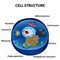 Structure of human cells. Organelles. The core nucleus, endoplasmic reticulum, Golgi