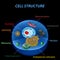 Structure of human cells. Organelles. The core nucleus, endoplasmic reticulum, Golgi