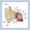 The structure of the human ear