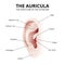 the structure of the human ear, auricle