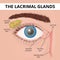 Structure of the human eye and lacrimal glands