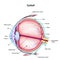 Structure of the human eyeball with the name and description of all sites. Medical didactic anatomy poster