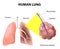 Structure of the human lungs. Human Anatomy